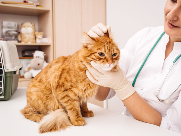 5 Important Pet Oral Health Tips