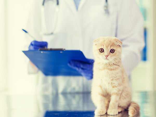 Tips and Information on Natural Animal Health Care for Your Horses, Pets and Birds