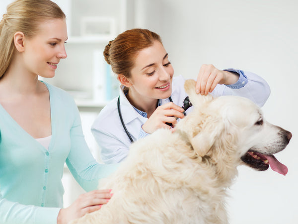 Holiday Health Tips For Dogs